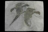 Double Eurypterus (Sea Scorpion) Plate - New York #173029-1